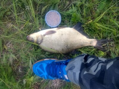 Carp bream, 1.0 kg