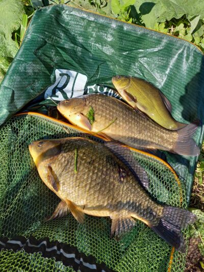 Prussian carp