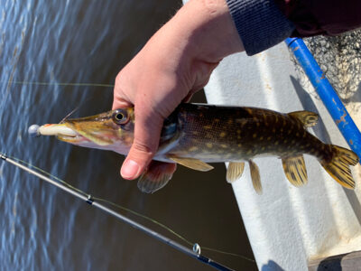 Northern Pike — Mūšėjus