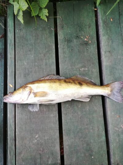 Pike perch — Sartai