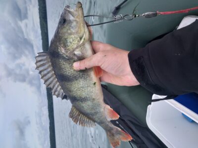 Eurasian perch, 0.6 kg
