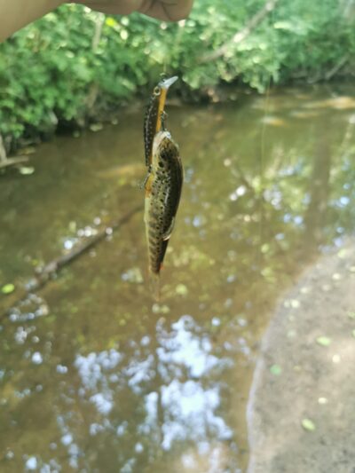Brown Trout ×7