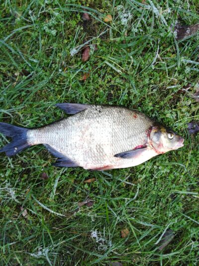 Carp bream — Sartai