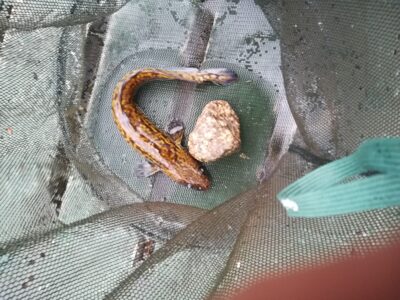 Burbot — Sartai