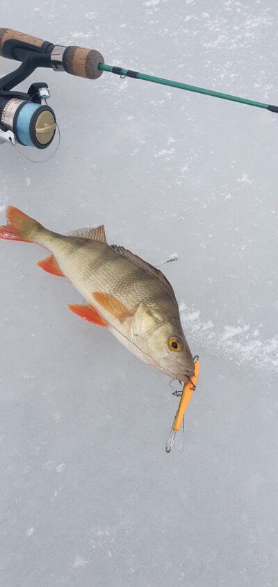 Eurasian perch