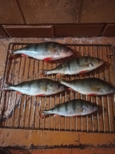 Eurasian perch ×5 — Sartai