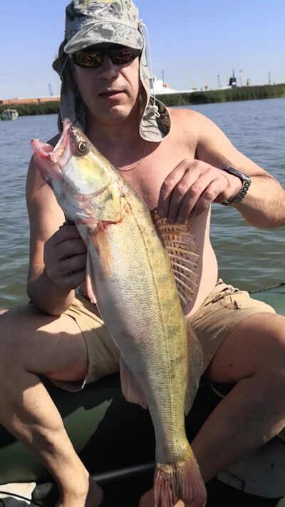 Pike perch, 4.2 kg — Kuršių