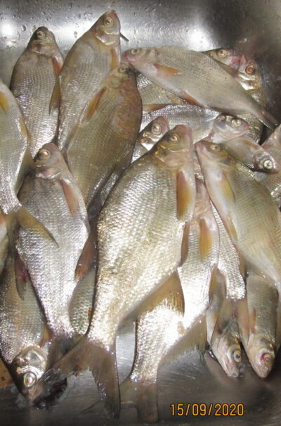 Silver Bream ×22 — Pakumulšių II-asis