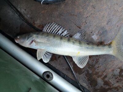 Pike perch — Kuršių
