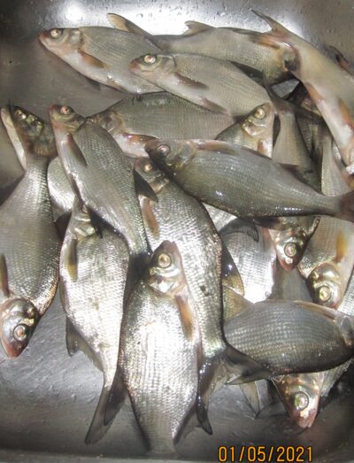 Silver Bream ×21 — Pakumulšių II-asis