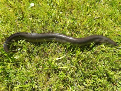 European eel