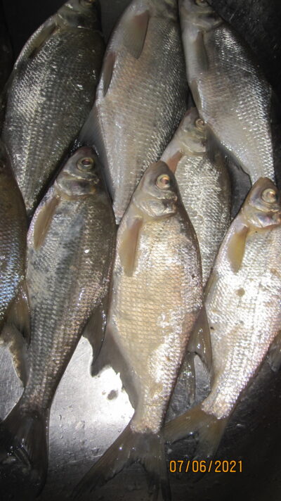 Carp bream ×9 — Pakumulšių II-asis