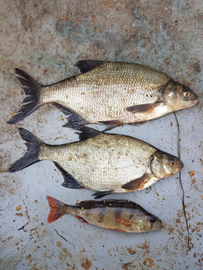 Carp bream ×2 — Ekrano gamyklos