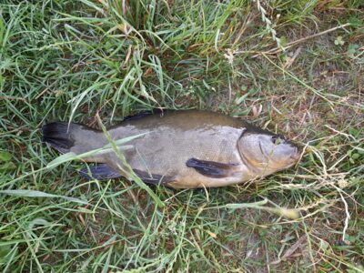Tench