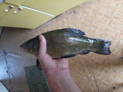Tench, 0.5 kg — Bebrusai