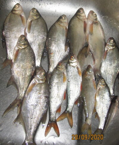 Silver Bream ×9 — Pakumulšių II-asis