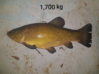Tench, 1.7 kg