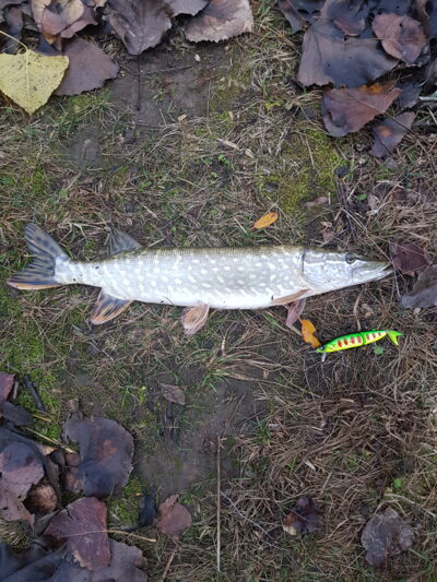 Northern Pike, 1.5 kg