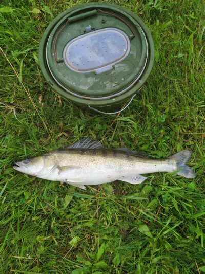 Pike perch, 2.3 kg — Kupiškio
