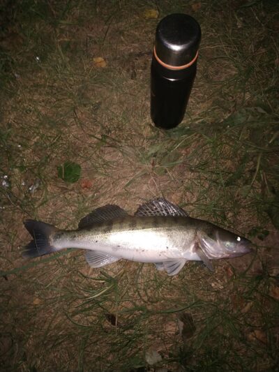 Pike perch, 1.2 kg — Kupiškio