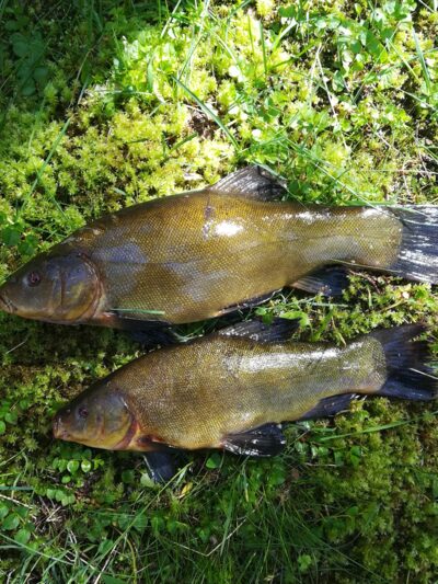 Tench ×2 — Sartai