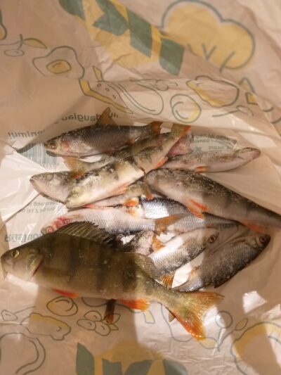 Eurasian perch