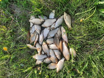 Prussian carp ×40