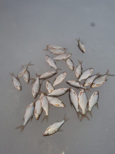 Silver Bream — Indrajai