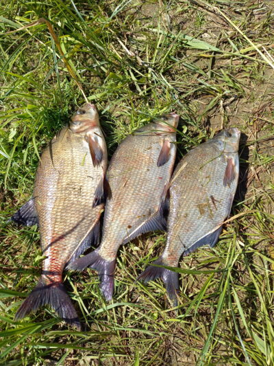 Carp bream ×3 — Neman River