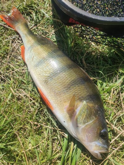 Eurasian perch