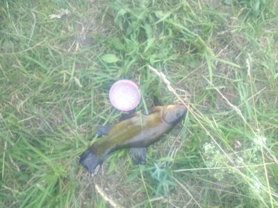 Tench, 0.5 kg