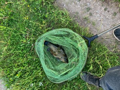 Tench, 0.7 kg — Leliūnų