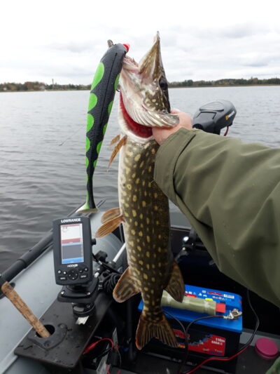 Northern Pike, 1.4 kg — Arinas