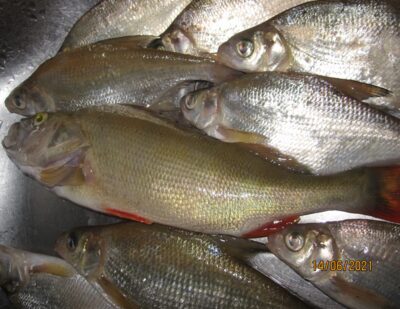 Eurasian perch, 0.3 kg — Pakumulšių II-asis