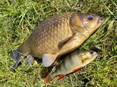 Prussian carp