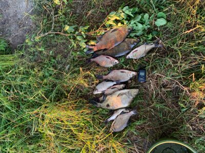 Carp bream ×10 — Rubikių