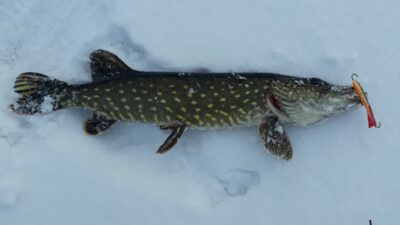 Northern Pike, 0.9 kg