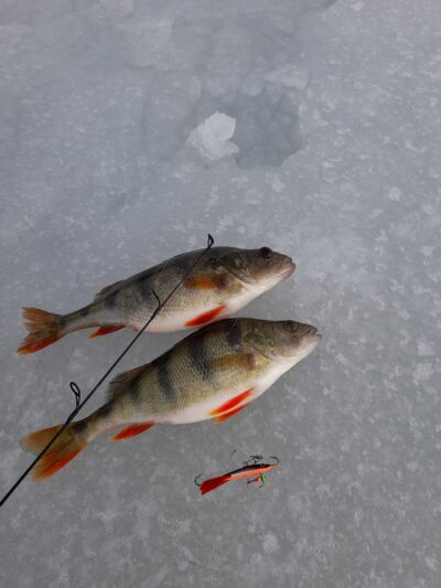 Eurasian perch