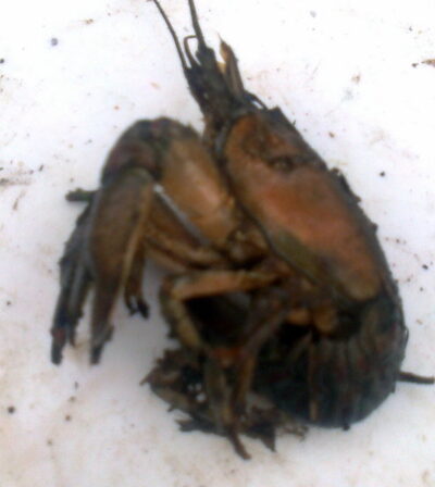 Broad-fingered crayfish ×3 — Pakumulšių II-asis