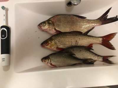 Roach, 0.6 kg — Ilgės