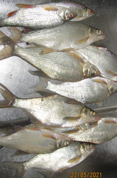 Carp bream ×9 — Pakumulšių II-asis