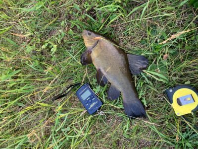 Tench, 0.4 kg — Leliūnų
