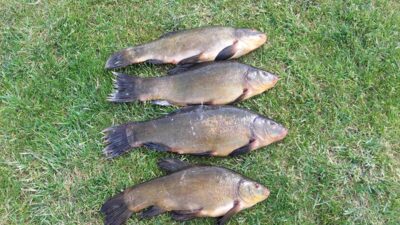 Tench