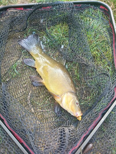 Tench