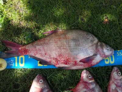 Carp bream, 2.5 kg — Kuršių
