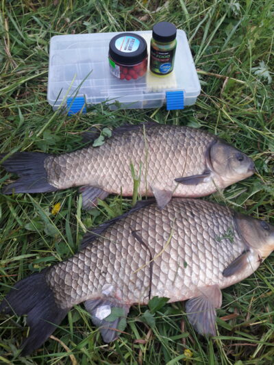 Prussian carp ×2 — Užvenčio