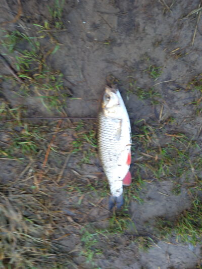 chub, 0.6 kg — Neman River