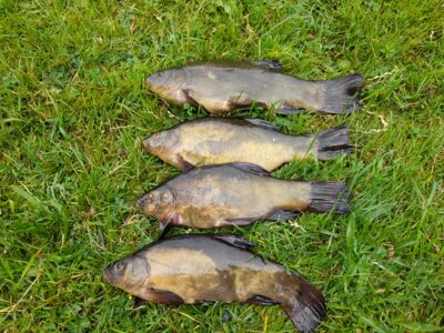 Tench