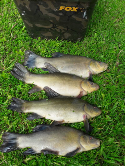 Tench ×4 — Vėjinės