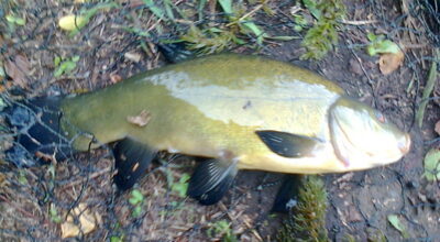 Tench, 0.6 kg